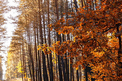 开云体育-比利时乒乓球队逆袭德国，许昕三分雨点燃全场的传奇瞬间