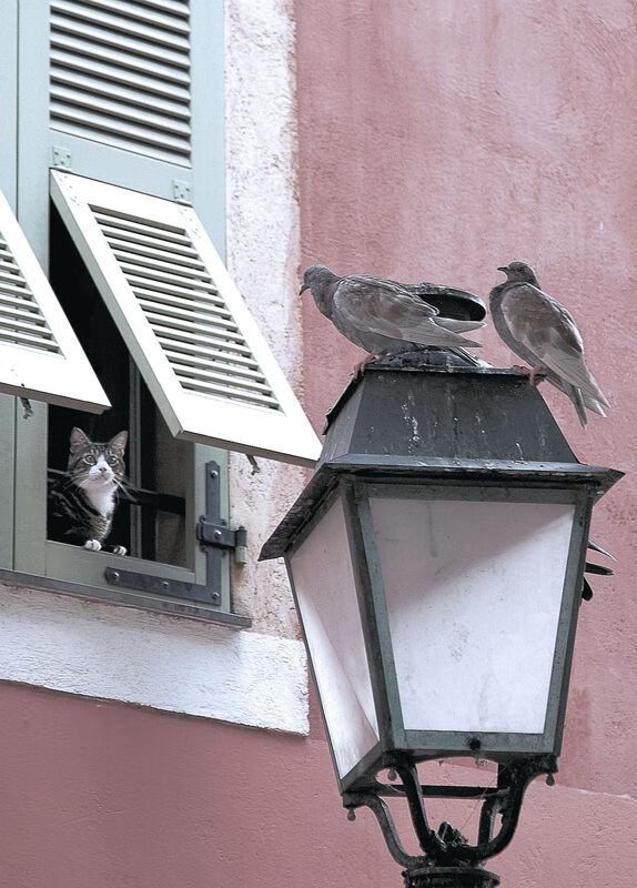 卡塞米罗腰力全开定乾坤,芬兰北欧风暴绞杀太极虎—当铁血防守成为艺术